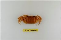 藏品(斯氏沙蟹)的圖片